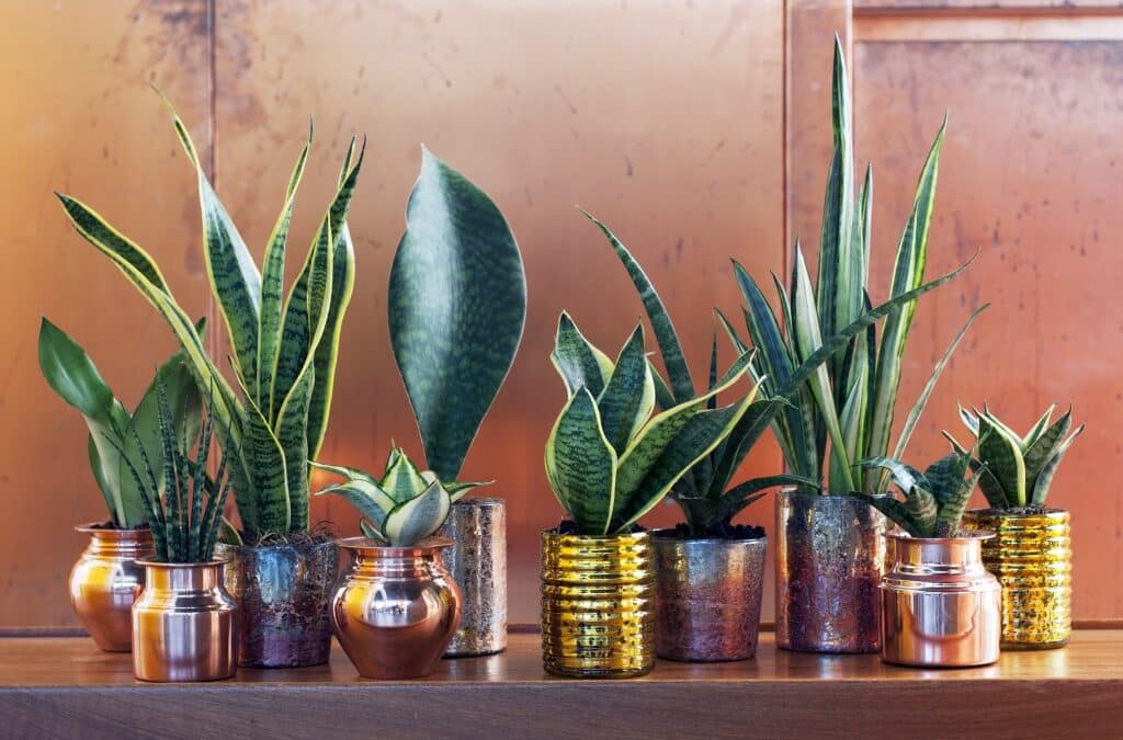 Le Sansevieria