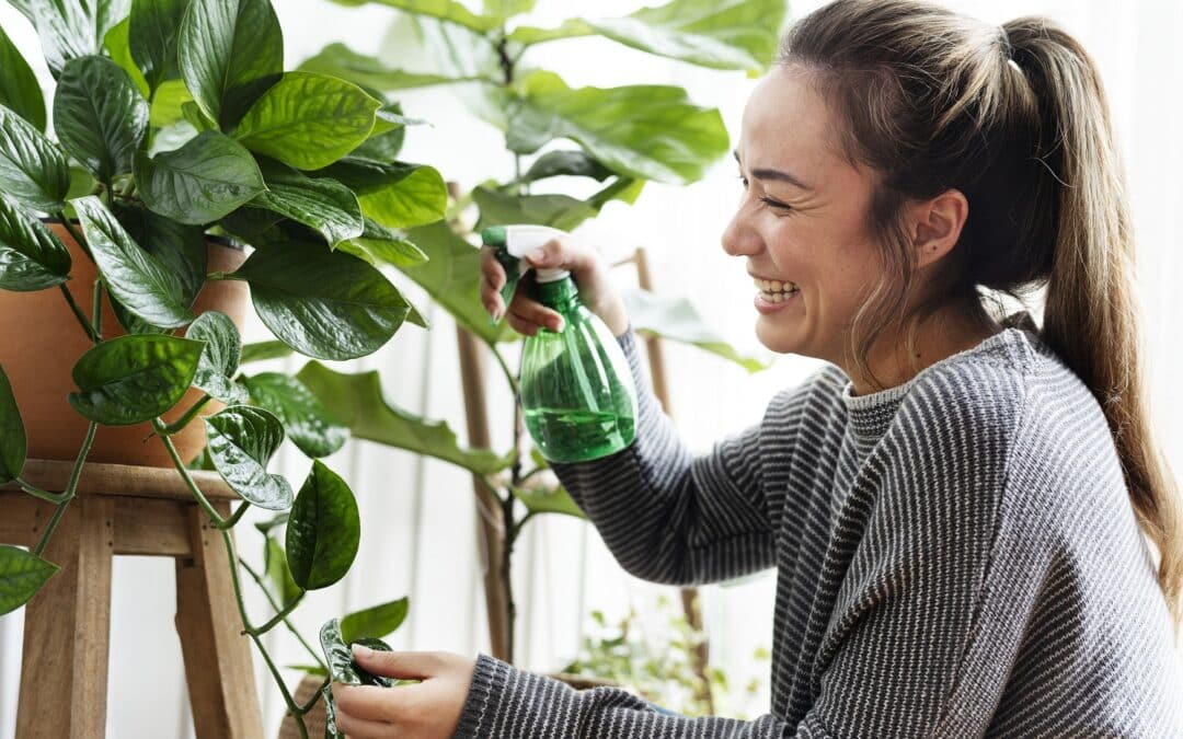 L’importance de la vaporisation des plantes d’intérieur