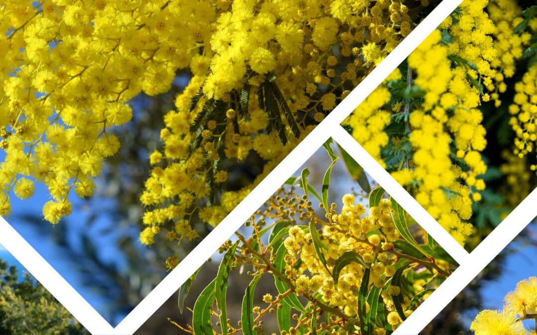 Mimosa arbuste jaune et flamboyant