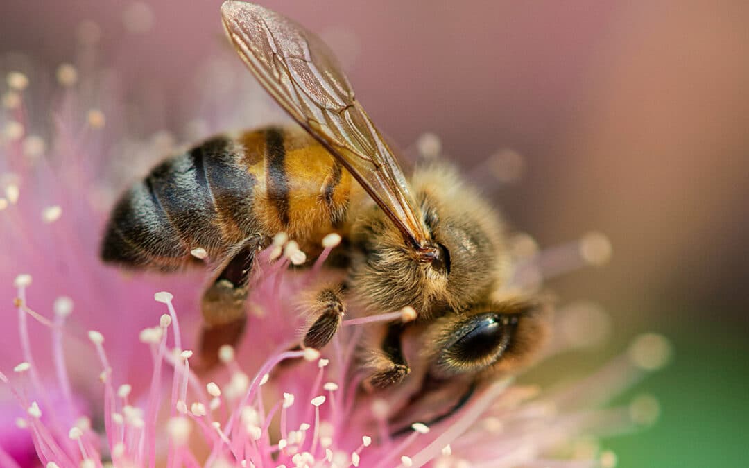Les plantes pour les insectes pollinisateurs