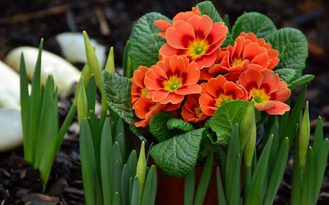 Les fleurs du moment !