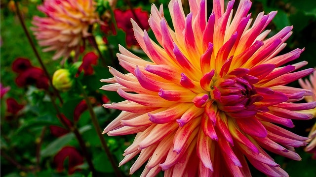 Les Dahlias