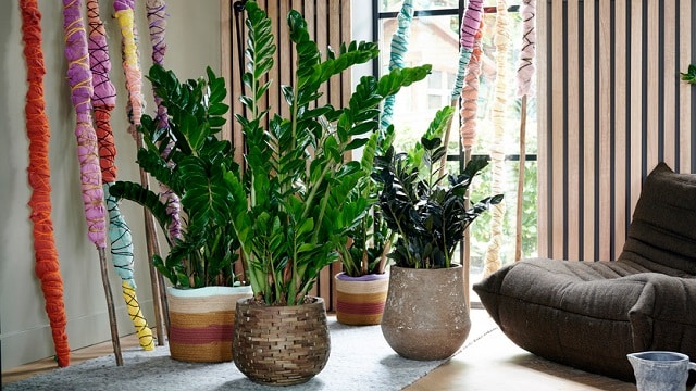 Le Zamioculcas
