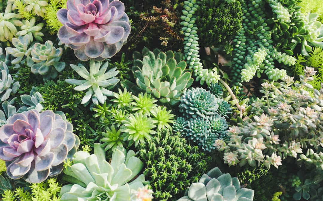 Les plantes succulentes