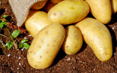 Planter les pommes de terre