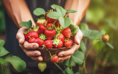 Planter les fraisiers