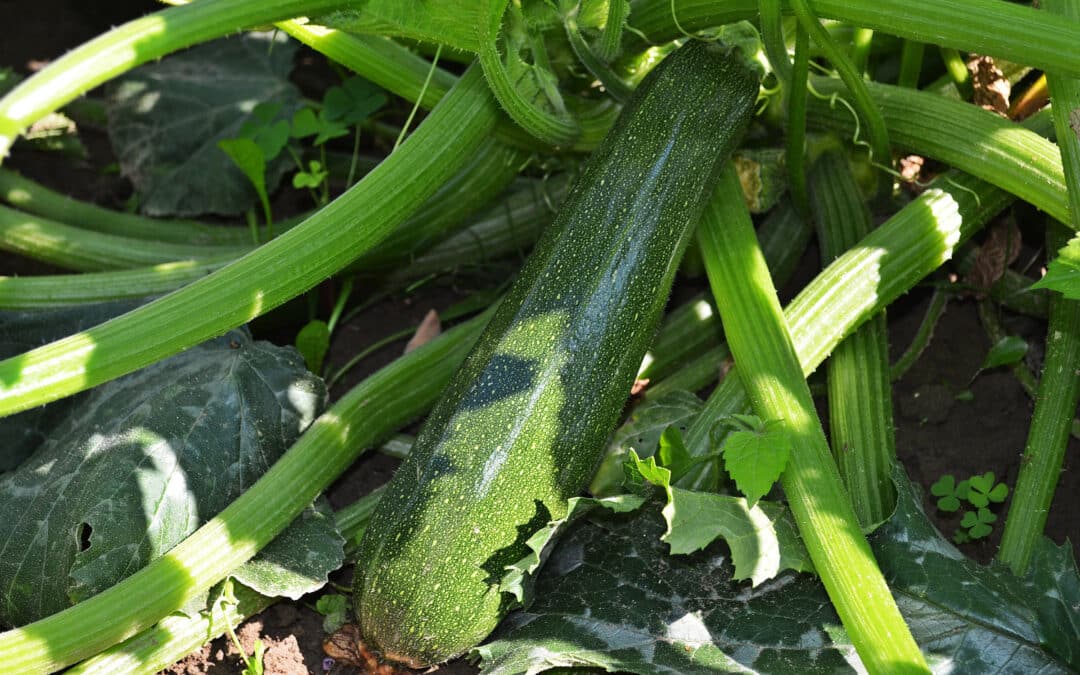 Les courgettes