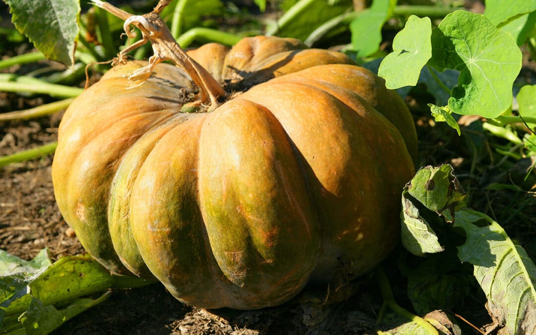 Les courges