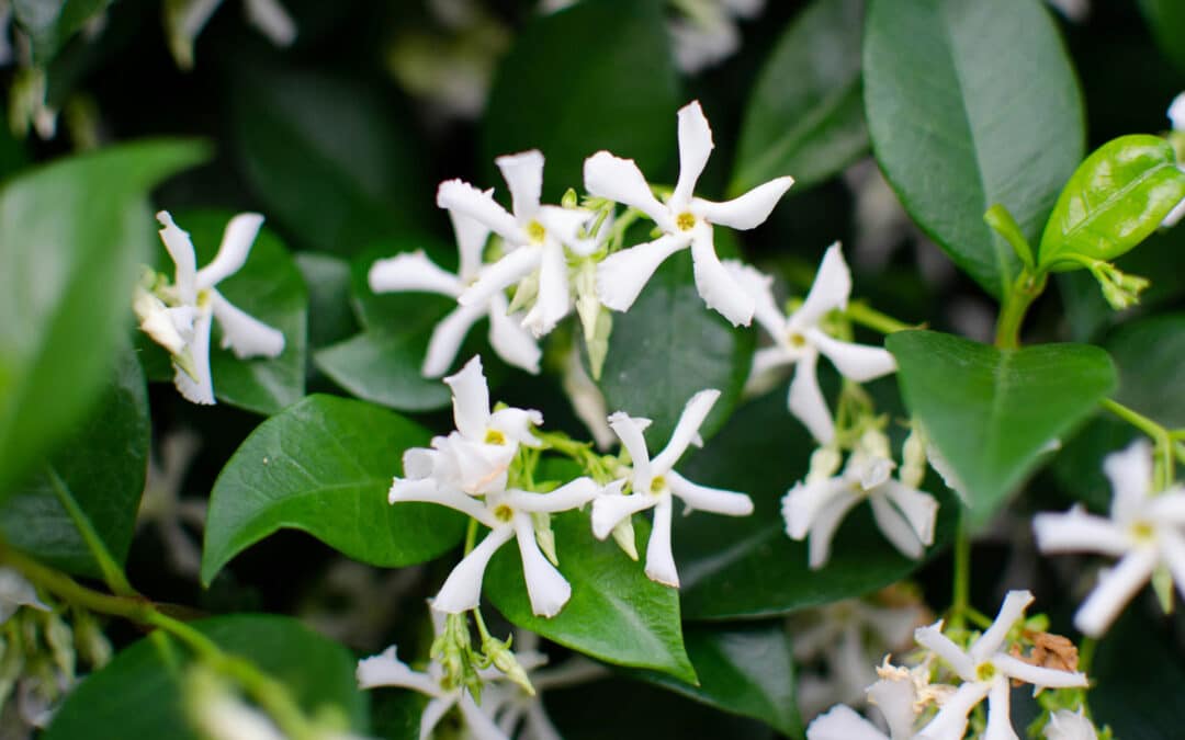 Le jasmin étoilé