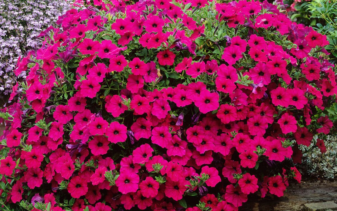 Surfinia ou Pétunia