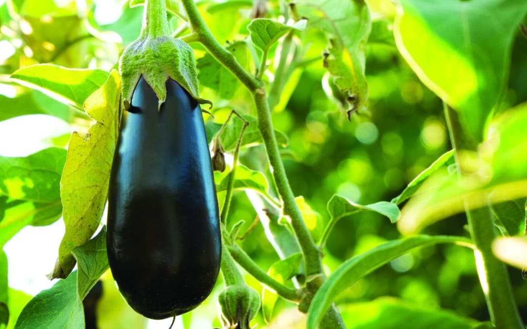 L’aubergine