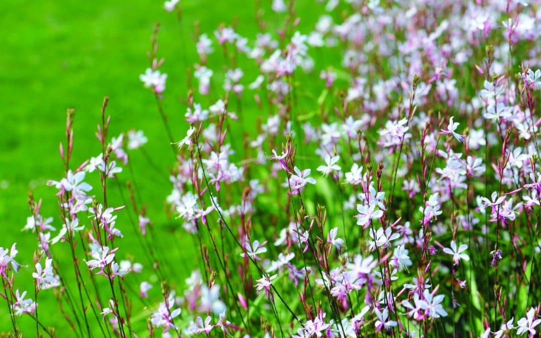 La Gaura
