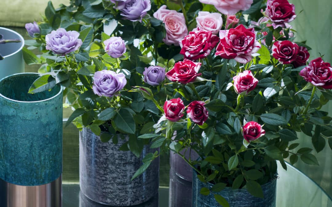 Rosiers en pot