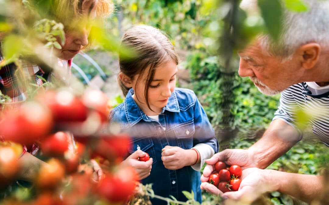 Tailler les tomates ou pas ?