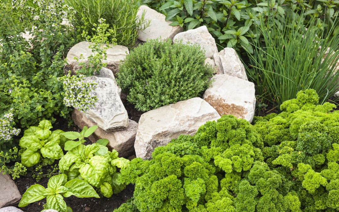 Conserver Vos Plantes Aromatiques