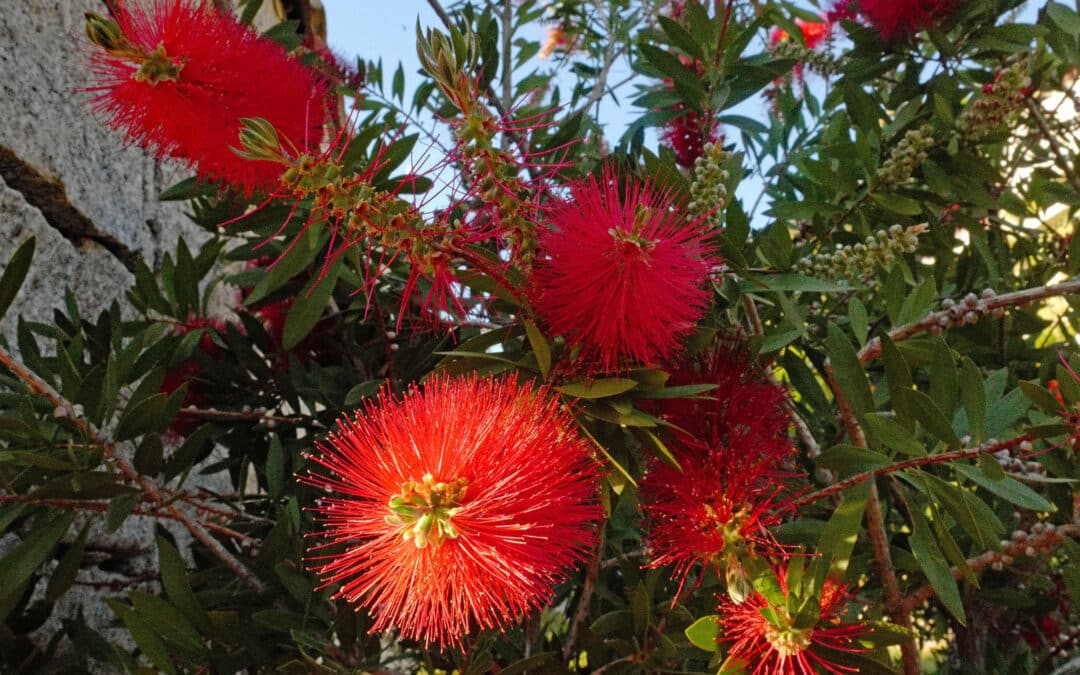 Le Callistemon
