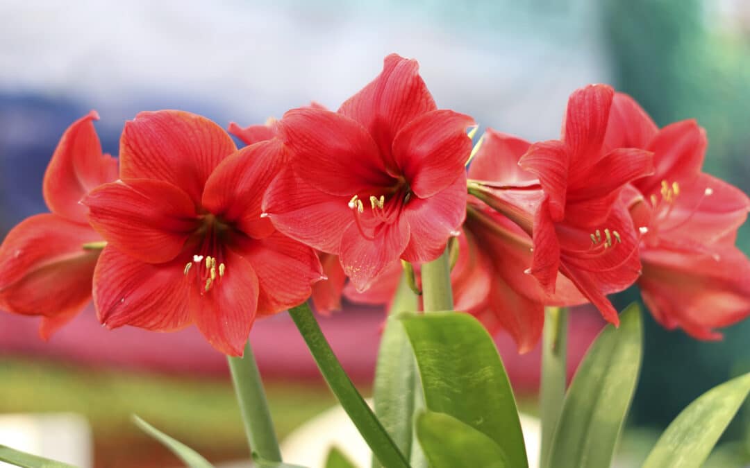 Cultiver l’amaryllis