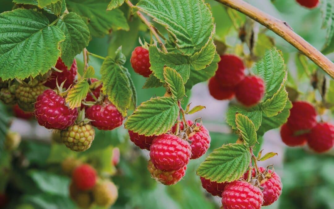 Framboisiers : la plantation c’est à l’automne !