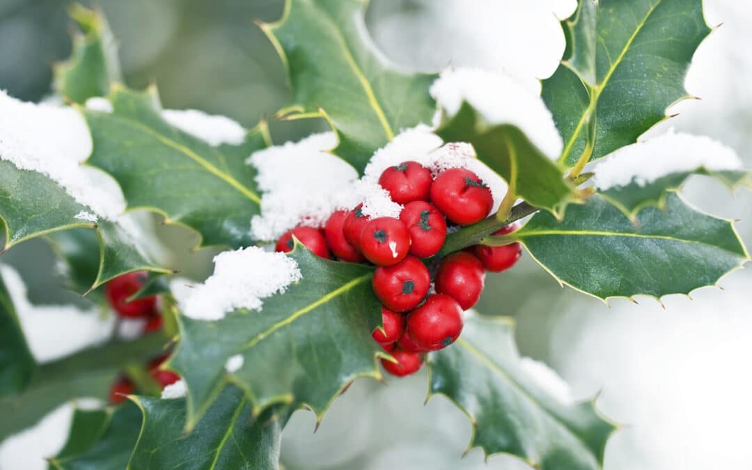Pourquoi planter du houx dans votre jardin ?