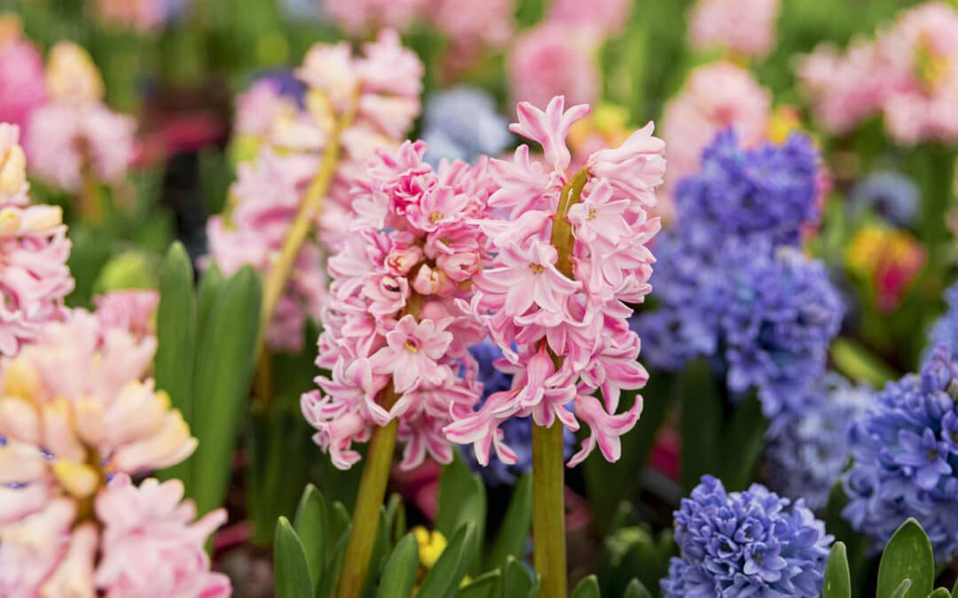 Comment cultiver des jacinthes : astuces et conseils pratiques 🌸