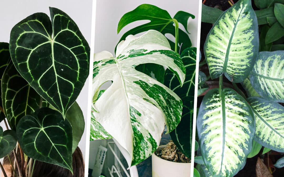 Plantes d’intérieur vertes et blanches : les stars déco de 2025