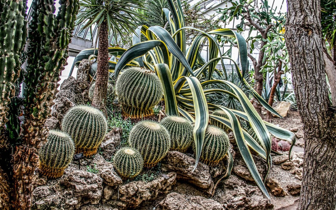 Cactus en extérieur : quelles espèces choisir selon votre région ?