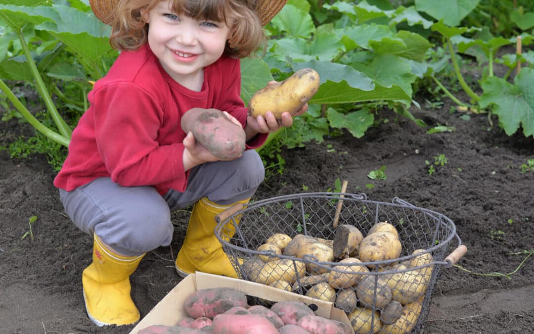 Comment planter des pommes de terre : Guide complet pour une récolte réussie