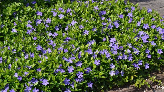 Plantes Couvre-Sol : Réduisez le Désherbage Facilement !