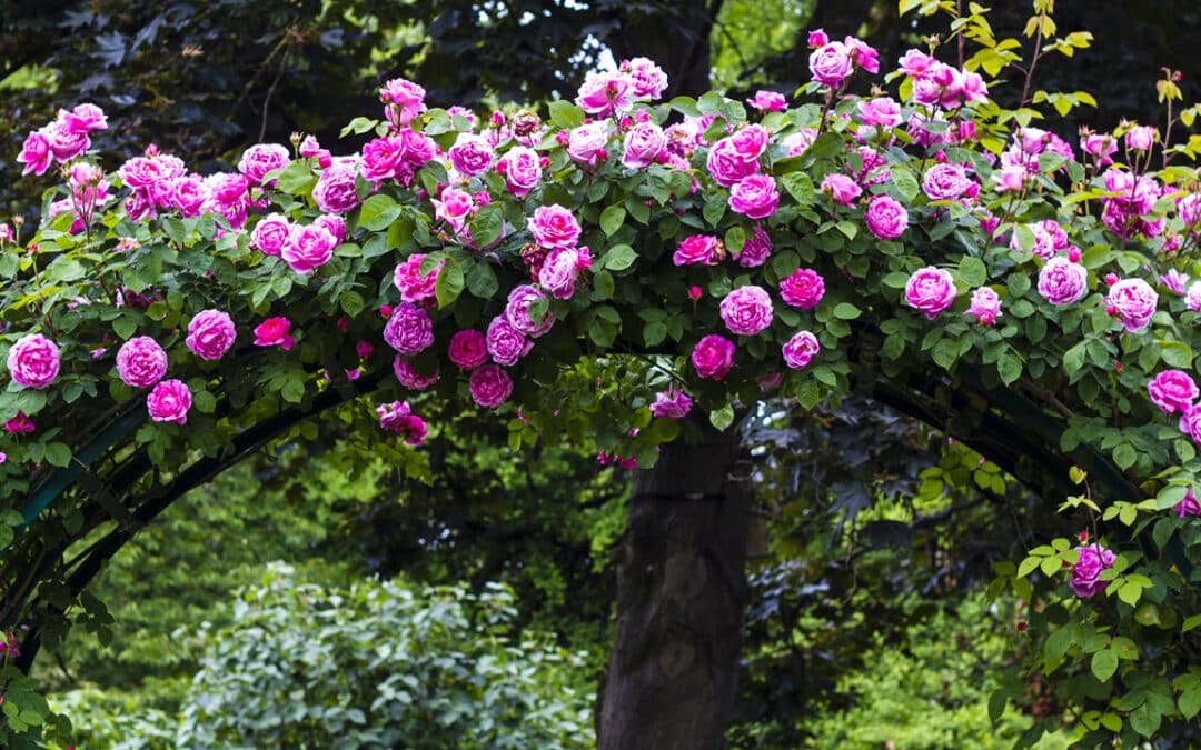 Quel rosier choisir pour votre jardin ? Découvrez les différentes catégories !