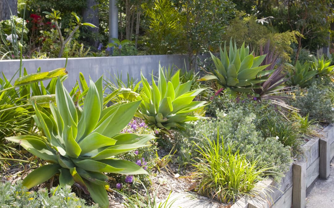 Plantes Résistantes à la Sécheresse