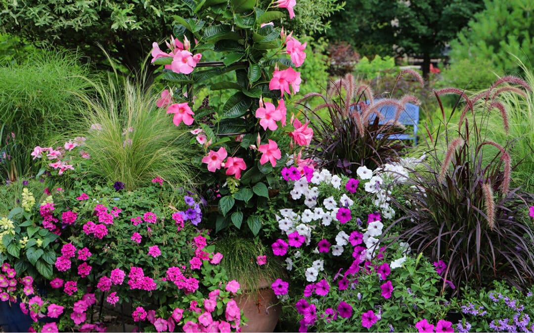 Bien associer les couleurs dans son jardin ou sur son balcon