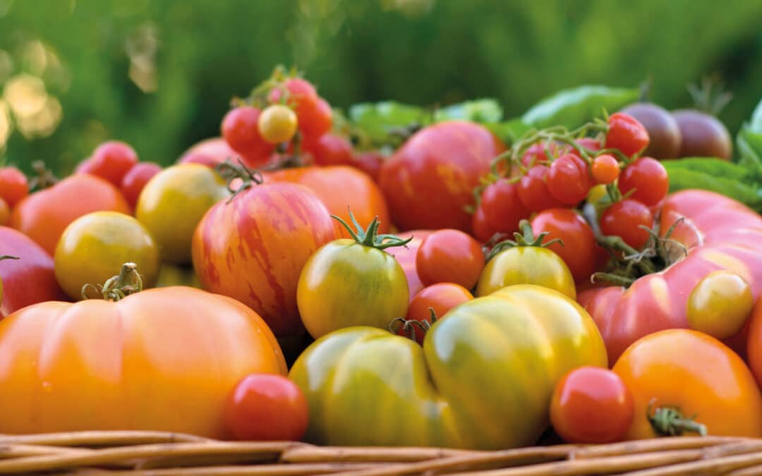 Quelle variété de tomate choisir pour son potager ?