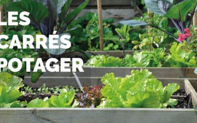 Adoptez le carré potager pour cultiver facilement vos légumes