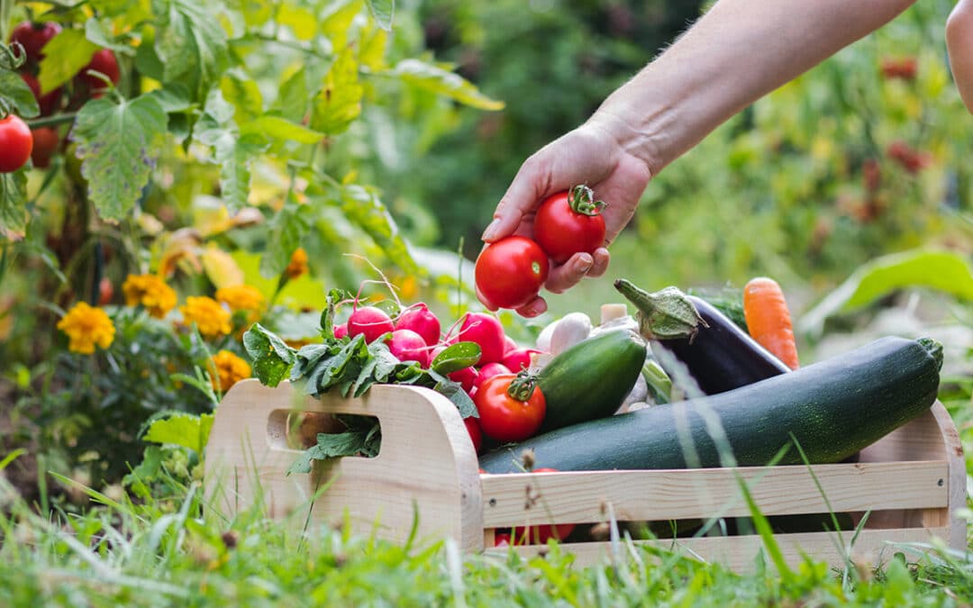 Légumes et petits fruits pour potager facile : la sélection incontournable