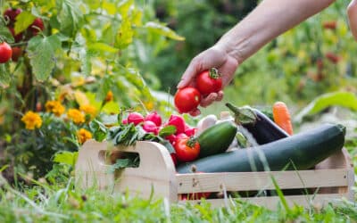 Légumes et petits fruits pour potager facile : la sélection incontournable