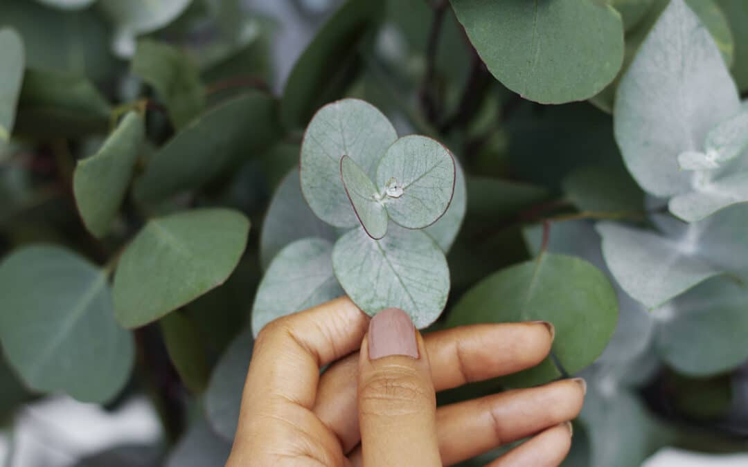 Eucalyptus au jardin : variétés, plantation et conseils pratiques