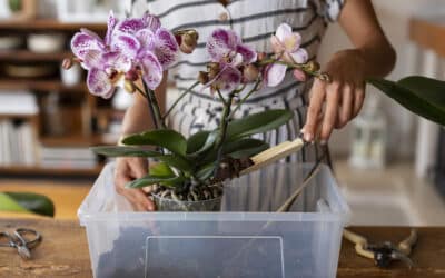 Rempoter une orchidée : conseils et étapes simples pour réussir