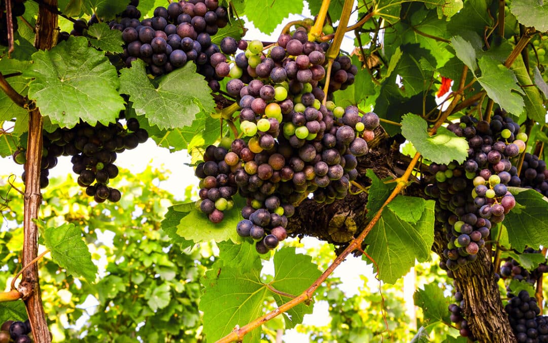 Planter une vigne : conseils pour réussir et récolter vos propres raisins