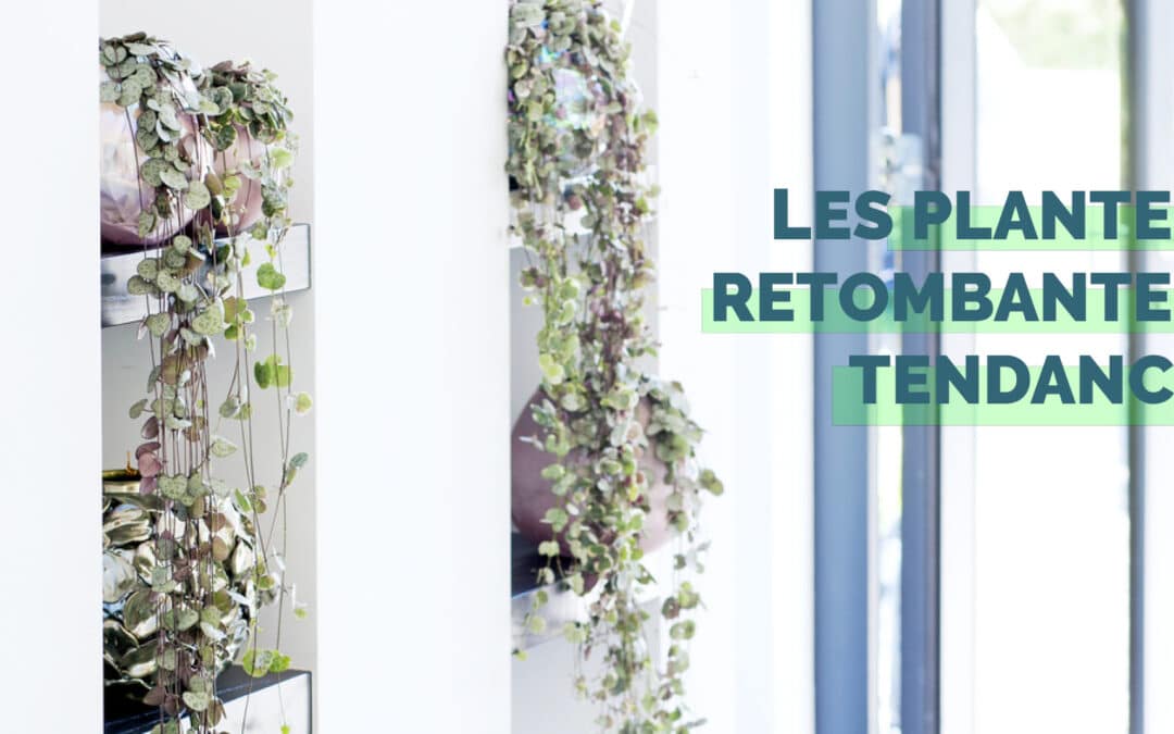 Plantes retombantes tendance