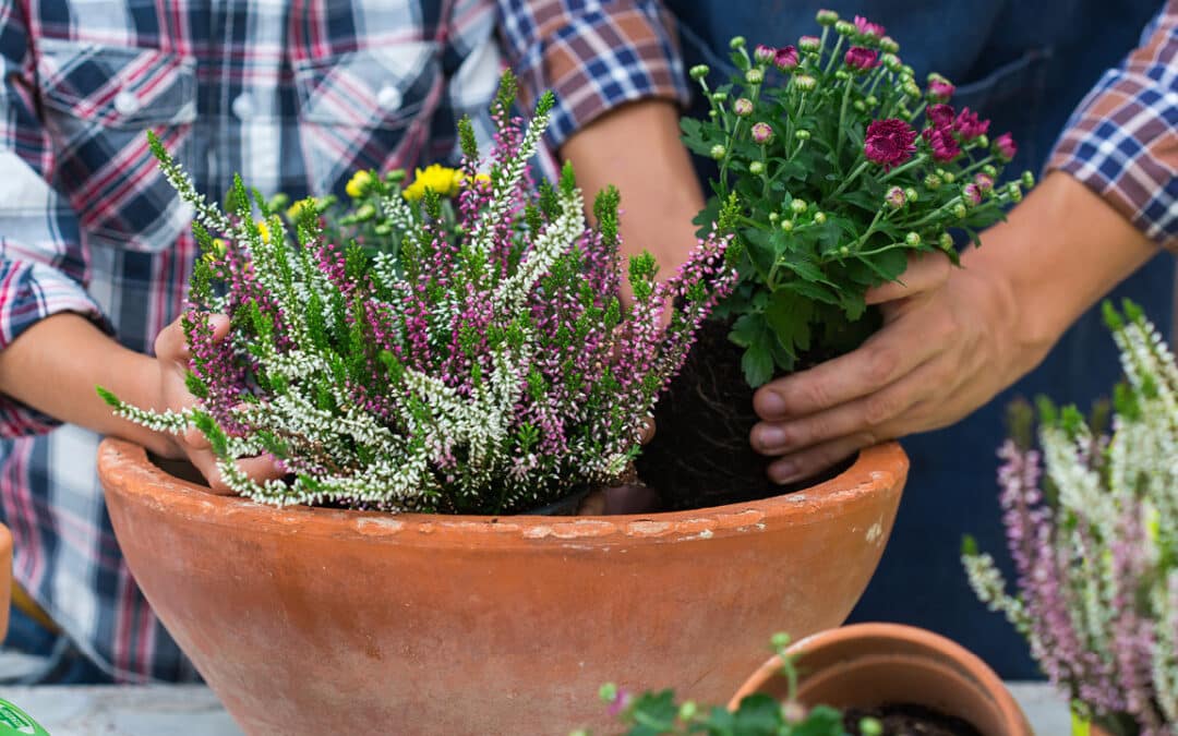 Composition automne : idées et conseils pour vos jardinières