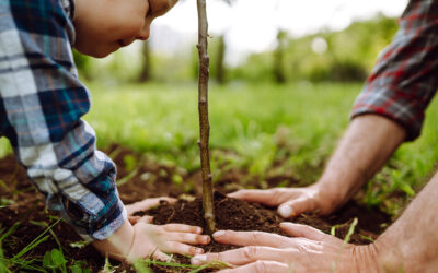 Plantation à la Sainte-Catherine : nos conseils pour tout réussir