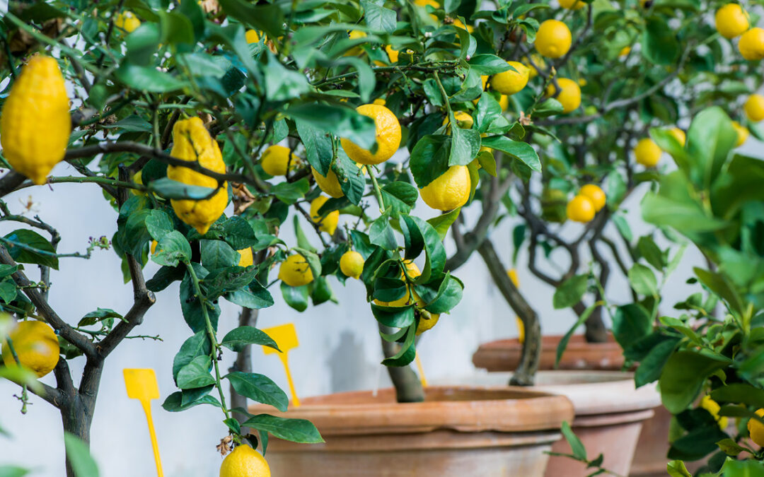 Comment cultiver des agrumes facilement