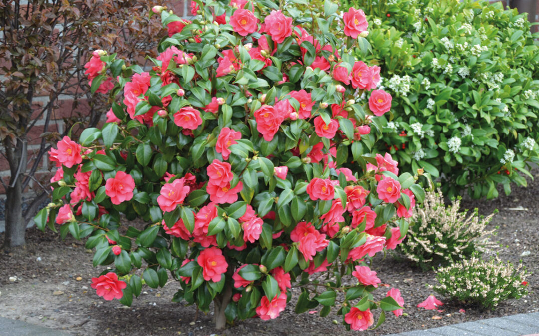Camélia : la rose d’hiver qui illumine le jardin