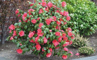 Camélia : la rose d’hiver qui illumine le jardin
