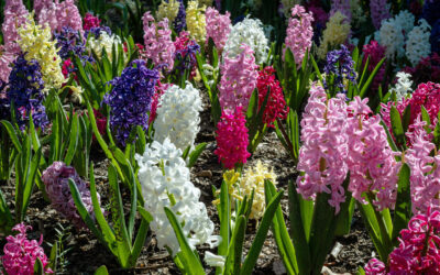 Jacinthe : plantation, entretien et floraison