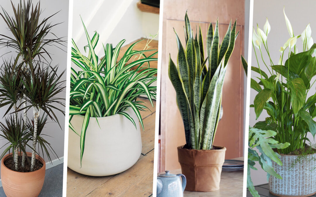 Les plantes dépolluantes : 4 incontournables pour purifier l’air de votre intérieur