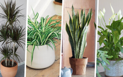 Les plantes dépolluantes : 4 incontournables pour purifier l’air de votre intérieur