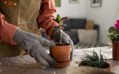 Bouturage plantes d’intérieur : guide simple pour réussir