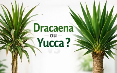 Dracaena ou Yucca : comment les reconnaître et bien les entretenir