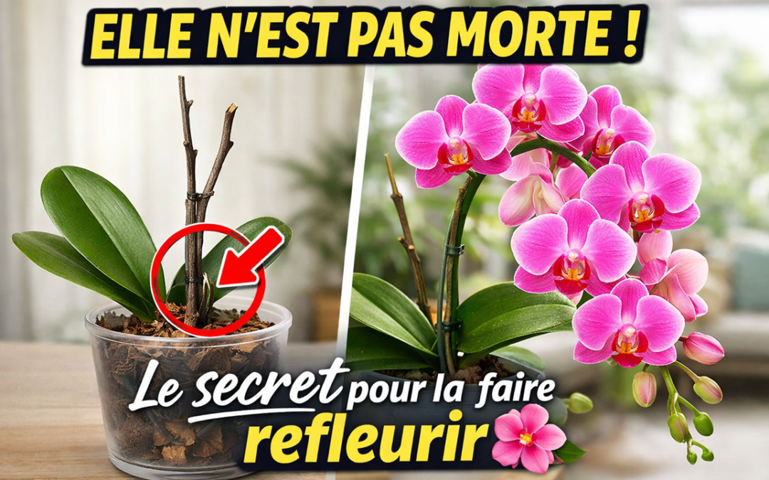 Comment faire refleurir un Phalaenopsis